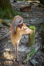 Sika fawn deer in Nara Park forest, Japan