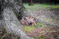 Sika fawn deer in Nara Park forest, Japan