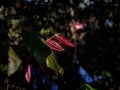 New born small red leaf close-up macro shot in the forest when sunlight fall on this leaf Royalty Free Stock Photo