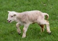 New born Spring Lamb, West Yorkshire Royalty Free Stock Photo