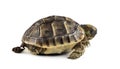New born turtle defecating, isolated Royalty Free Stock Photo