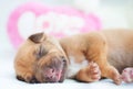 New born whelp sleeping peaceful Royalty Free Stock Photo