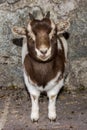 New born white and brown goat nannie