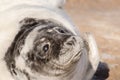 A new born white grey seal baby relaxing at the beach, Ventpils, Latvia Royalty Free Stock Photo