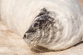 A new born white grey seal baby relaxing at the beach, Ventpils, Latvia Royalty Free Stock Photo