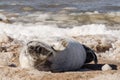 A new born white grey seal baby relaxing at the beach, Ventpils, Latvia Royalty Free Stock Photo