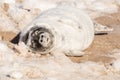 A new born white grey seal baby relaxing at the beach, Ventpils, Latvia Royalty Free Stock Photo