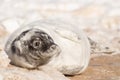 A new born white grey seal baby relaxing at the beach, Ventpils, Latvia Royalty Free Stock Photo