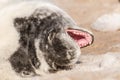 A new born white grey seal baby relaxing at the beach, Ventpils, Latvia