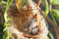 A new born White-plumed Honeyeater in a nest