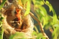 A new born White-plumed Honeyeater in a nest