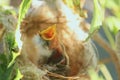 A new born White-plumed Honeyeater in a nest