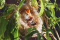 A new born White-plumed Honeyeater in a nest