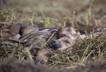 New born wild boar piglets sleeping on straw