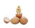 New born yellow chick broken eggshell looking to camera isolated