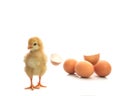 New born yellow chick broken eggshell looking to camera isolated