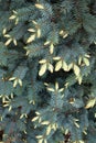 New branches of blue spruce in spring. young green sprouts