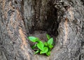 New branches grow in a hollow, old tree. Royalty Free Stock Photo