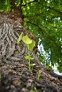 New Branches and leaves growing from the trunk of an old tree