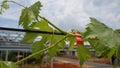 New branches of young grape