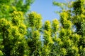 New bright green with yellow stripes foliage on yew Taxus baccata Fastigiata Aurea English yew, European yew