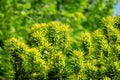 New bright green with yellow stripes foliage on yew Taxus baccata Fastigiata Aurea English yew, European yew