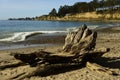 New Brighton State Beach and Campground, Capitola, California Royalty Free Stock Photo