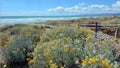 New Briton Beach Christchurch - New Zealand