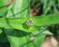 A New Bud on a Zinnia Plant