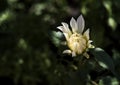 New bud of dahlia at garden Royalty Free Stock Photo