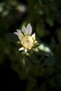 New bud of dahlia at garden Royalty Free Stock Photo