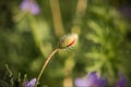 New bud poppy fresh early day macro Royalty Free Stock Photo