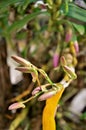 New buds of Dendrobium nobile orchid