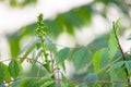 New buds with green leaves grow on tree branches in early spring Royalty Free Stock Photo