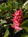 New buds growing towards sun Royalty Free Stock Photo