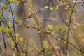 New buds on tree in spring. Young green leaves against unfocused background. Springtime concept. New foliage in park. Royalty Free Stock Photo