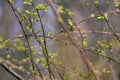 New buds on tree in spring. Young green leaves against unfocused background. Springtime concept. New foliage in park. Royalty Free Stock Photo