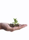 New business perspective - seedling in coins Royalty Free Stock Photo