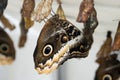 New butterfly emerging from hanging pupa Royalty Free Stock Photo