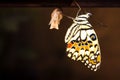 New Butterfly Metamorphosis