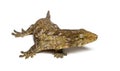 New Caledonia bumpy gecko, Rhacodactylus auriculatus
