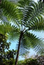 New caledonia fern