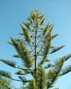 New Caledonia or Araucaria columnaris pine