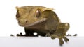 New Caledonian Crested Gecko