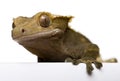 New Caledonian Crested Gecko