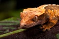 New Caledonian Crested Gecko Royalty Free Stock Photo