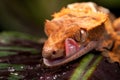 New Caledonian Crested Gecko