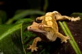 New Caledonian Crested Gecko