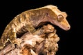 New Caledonian Crested Gecko Royalty Free Stock Photo