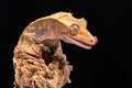 New Caledonian Crested Gecko Royalty Free Stock Photo